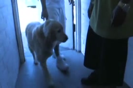 Baixar videos mulher transando com cachorro